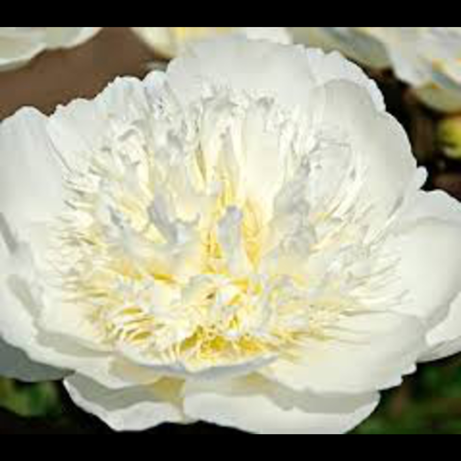 Brides Dream Peony